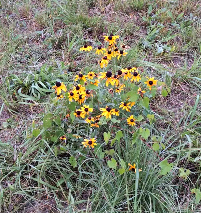 Pasture Walking...the Daily Farm Adventures {113} 5 pasture walking 01