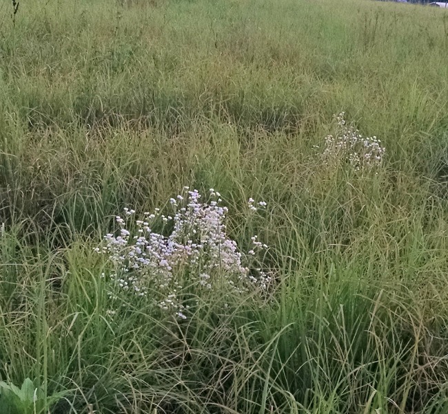 Pasture Walking...the Daily Farm Adventures {113} 3 pasture walking 04