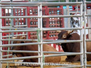 fair (6)