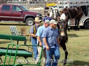 fair (11)