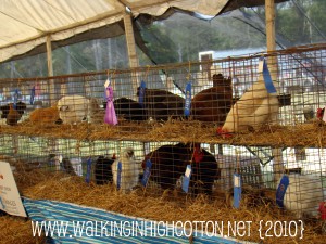 fair (18)