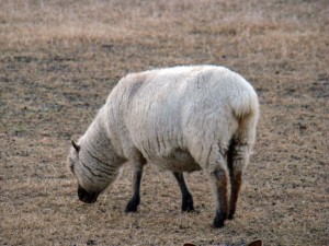 sheep preggo (4)