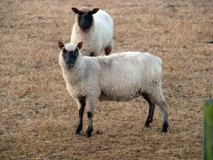 sheep preggo (1)