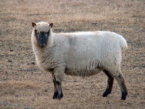 sheep preggo (3)