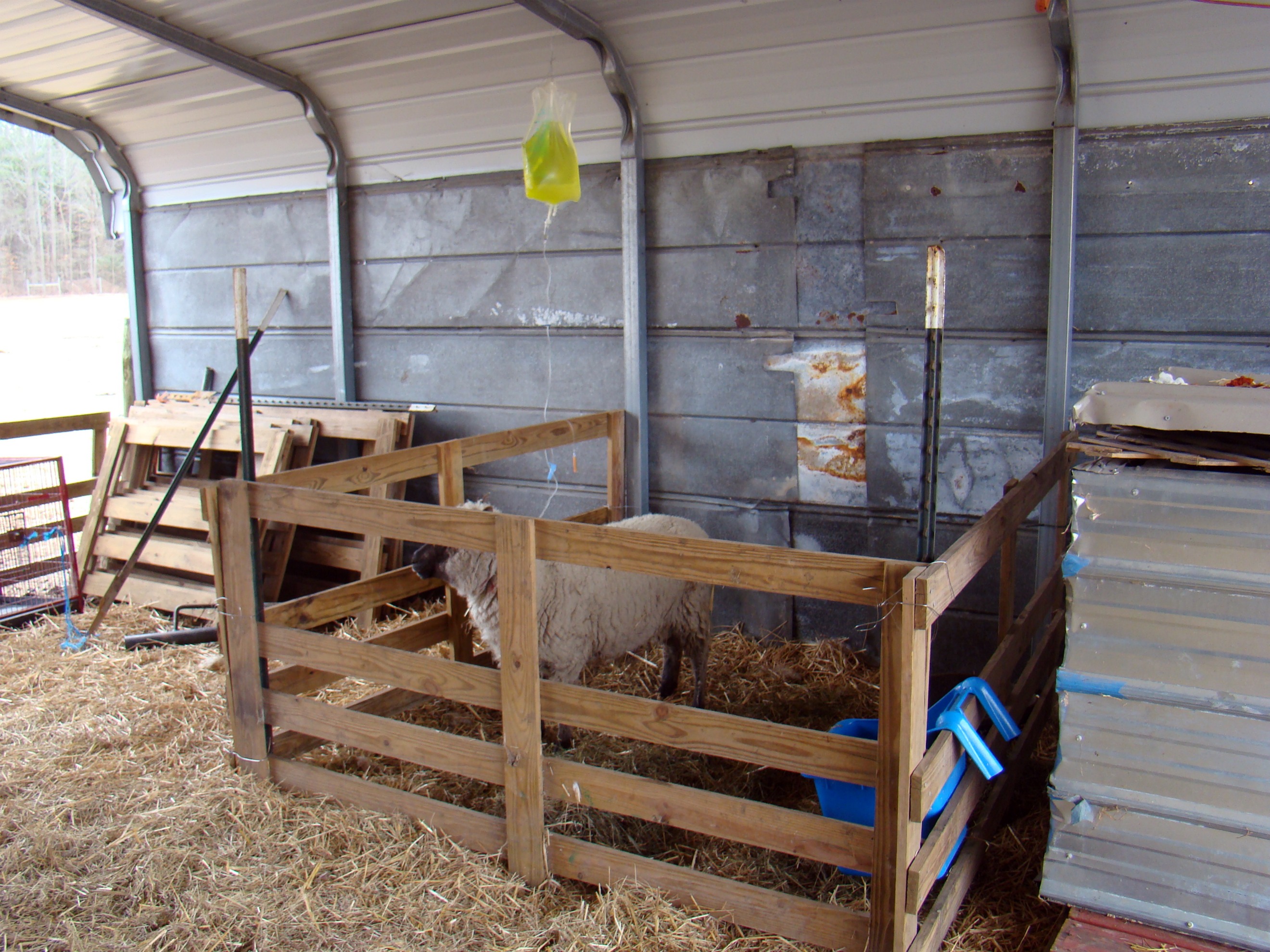 ewe 1
