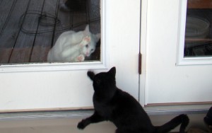 cats 2