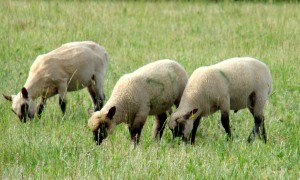 lambs 2011