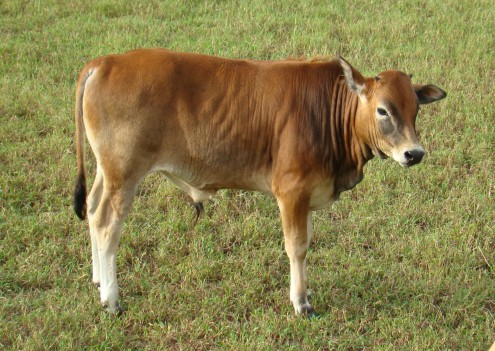 bull
