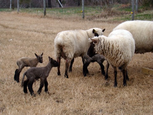 lambs e