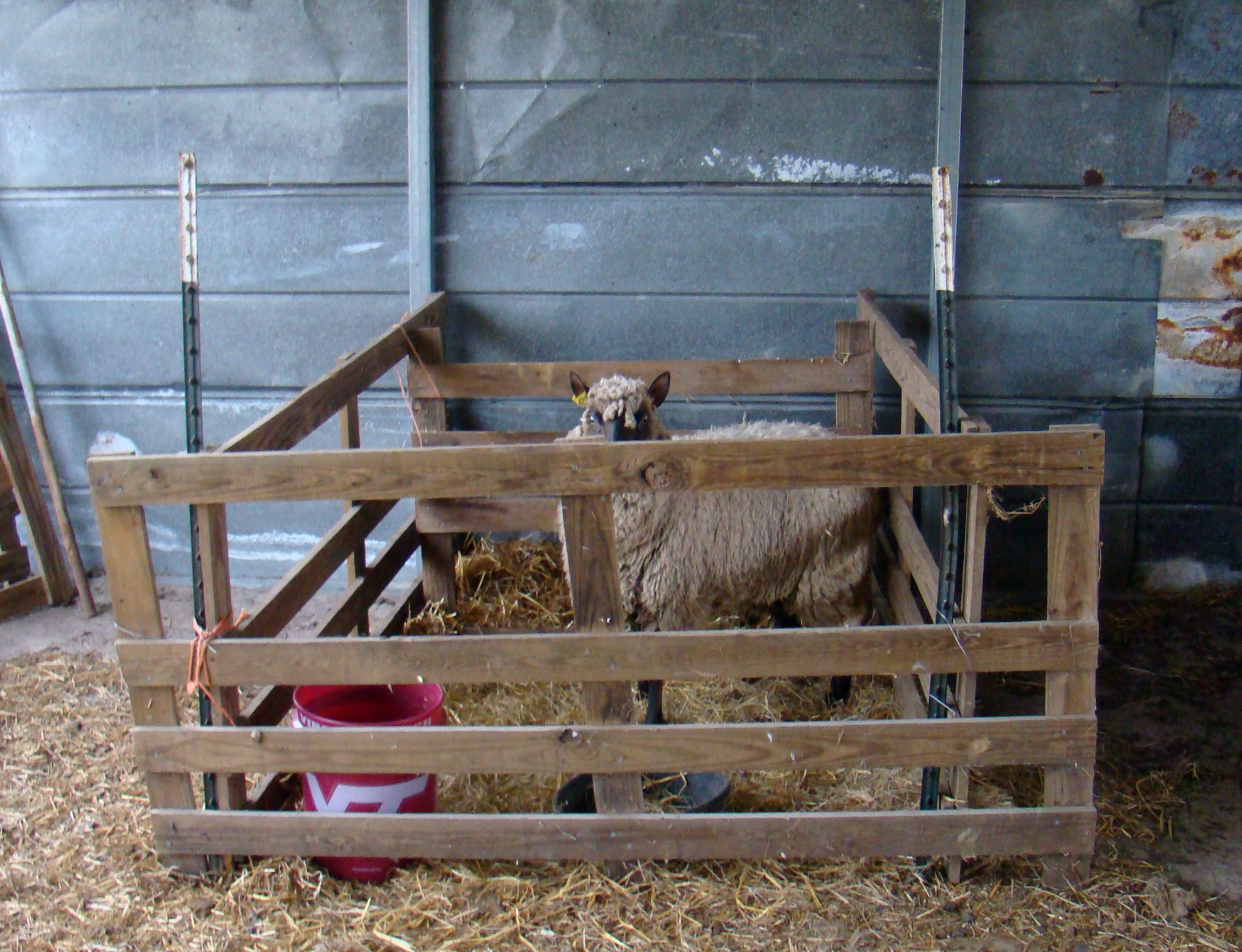 lambing pens 1