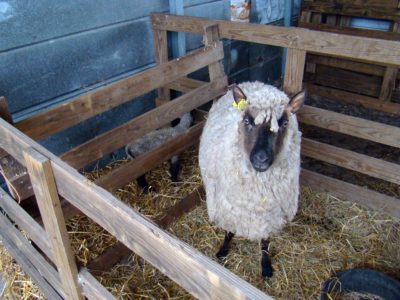 lambing pens 2