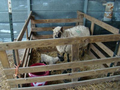 lambing pens 5