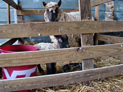 lambing pens 6