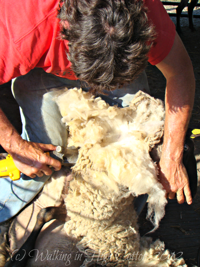 sheep shearing 2