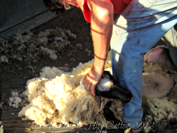 sheep shearing 3