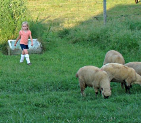 herding sheep 4