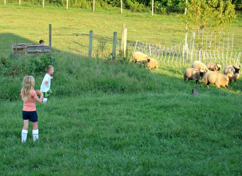 herding sheep 5