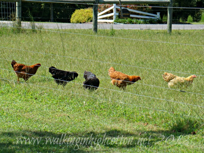 mobile chicken house 4