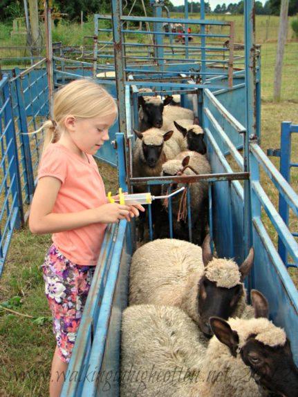 Fall Farm Chores 1 Fall farm chores including working and sorting the sheep and cleaning the barns before cold weather comes in. via Walking in High Cotton