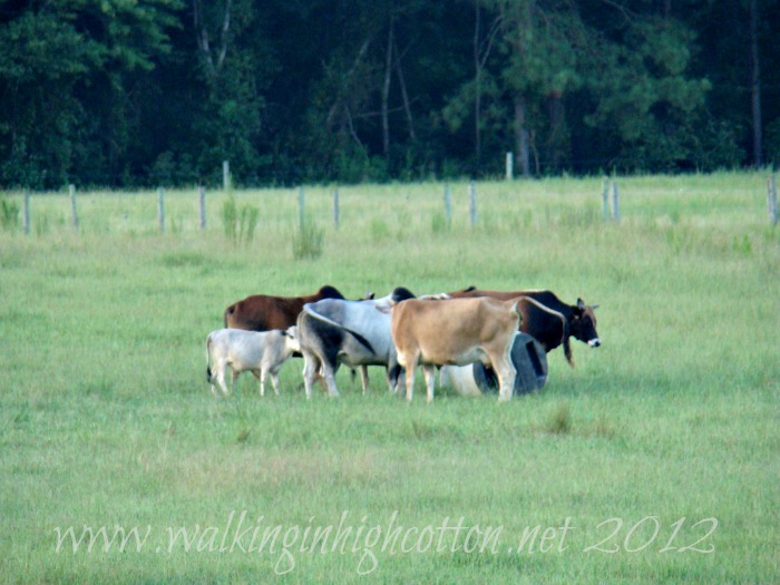 Um...We Have A Cow Situation 1 calf water bucket 1