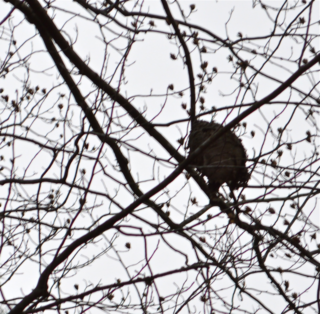 Winter Nature Study Ideas 3 winter nature study 4