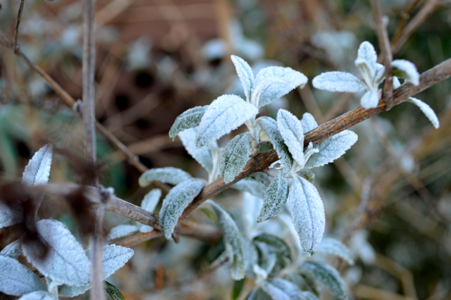 Winter Nature Study Ideas 5 winter nature study 1