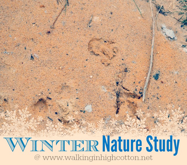 Winter Nature Study Ideas 1 Winter Nature Study Ideas {via Walking in High Cotton}