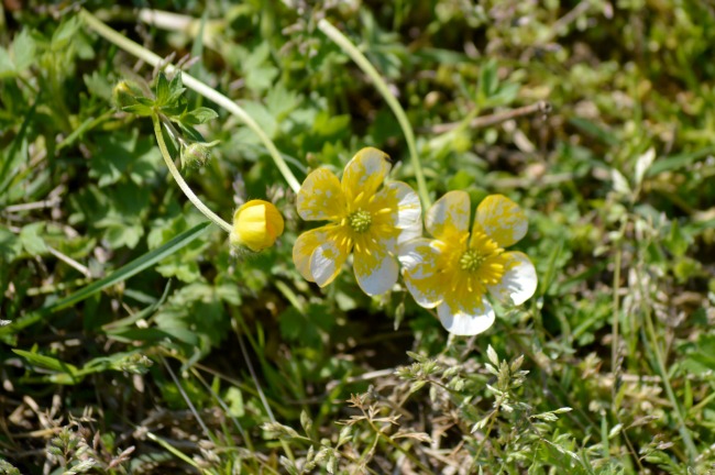 I think buttercups are our first spring flower around here.