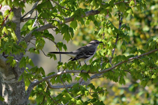 The birds are singing, and building nests, and generally making a racket every morning outside our bedroom window again.