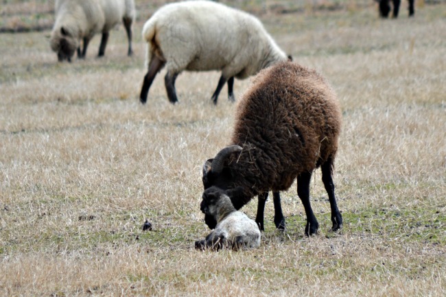 Look--no grass three weeks ago...