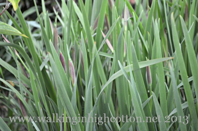 You can see the irises are just starting to thicken up and get ready to flower...