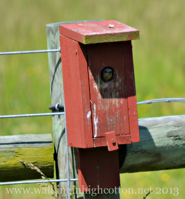 spring pastures1