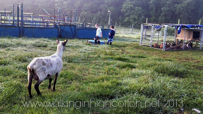 The sheep were terribly curious if this re-location effort would include leaving any duck food behind for them to snack on!