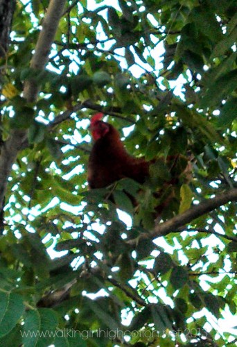 chicken in a tree