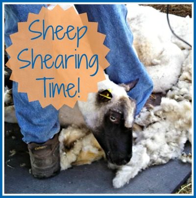 Sheep Shearing @ Walking in High Cotton {www.walkinginhighcotton.net}