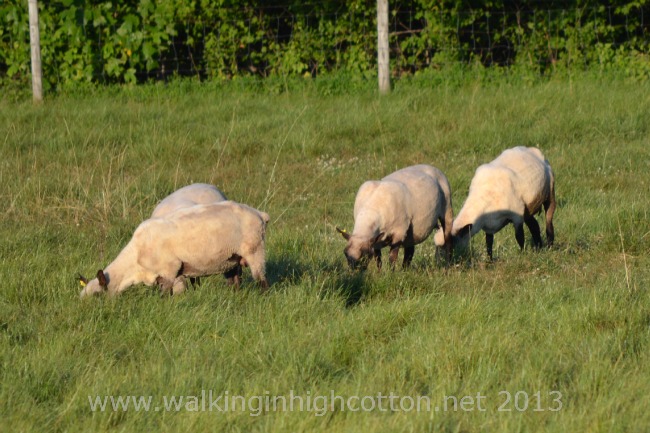 Evening is the preferred grazing time of day. After the heat starts to fade and the flies disappear. Mosquitoes don't seem to bother the sheep much. {smile}