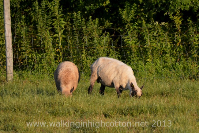 Look how much that lamb has grown--you really see it when he's next to his momma like that!