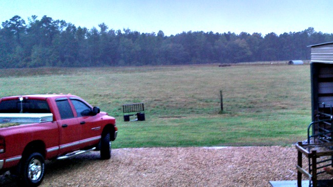 The cows have been in hiding for two days now. They hate getting wet!