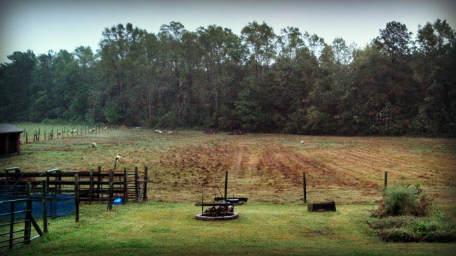 The ducks are loving it though! They're out there paddling through the low spots like it's their very own pond!