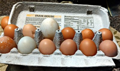 duck eggs