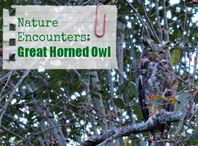 Nature Encounters: The Great Horned Owl...pictures, websites and books {@ www.walkinginhighcotton.net}