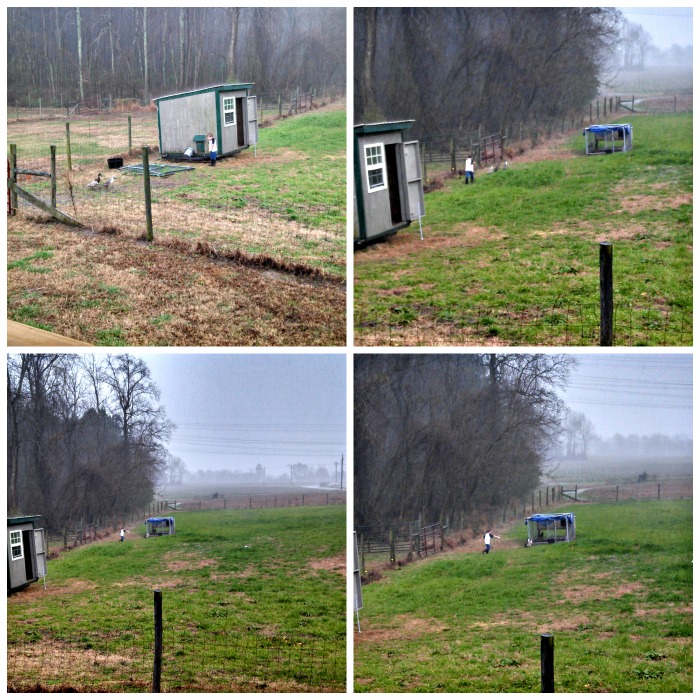 The Cowboy spent about 20 minutes rounding up the stubborn ducks when we had a short storm blow up.