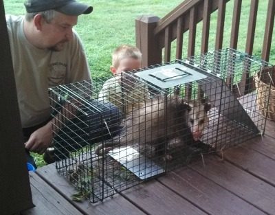 Possum trap for catching an egg eater.
