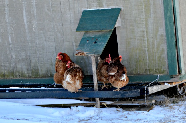 The chickens were definitely not so crazy about it. We hardly saw them all week!