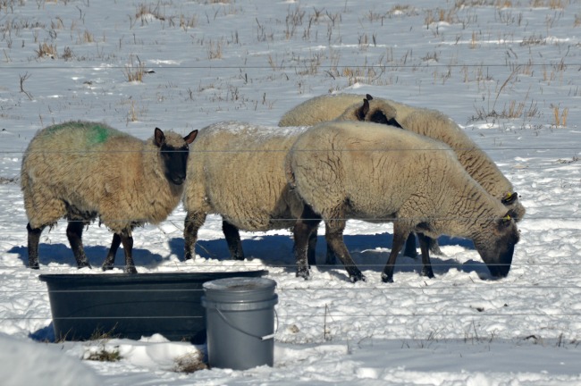 We've been watering by the bucket-full again. It takes about 10 trips with a 5-gallon bucket to fill their black water trough.