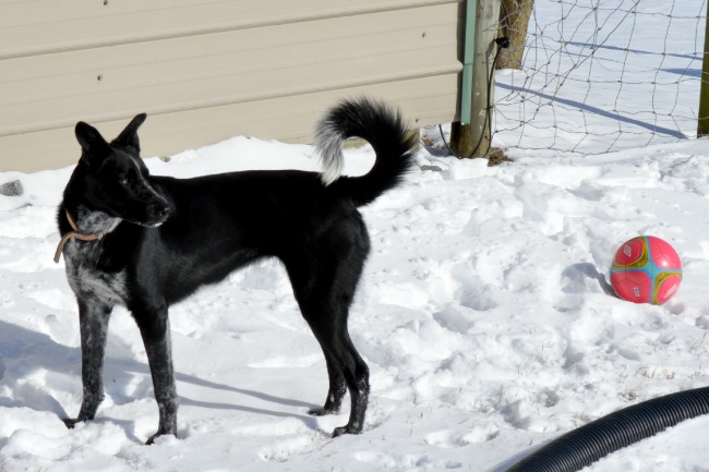 Penny even went over to visit the neighbors a few times and play with their dogs in the snow. (I bet they loved that.)