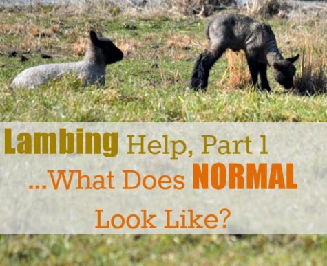Lambing Help Part I...What Does "Normal" Look Like? 1 Lambing Help, Part 1...What Does NORMAL Look Like? {via www.walkinginhighcotton.net}