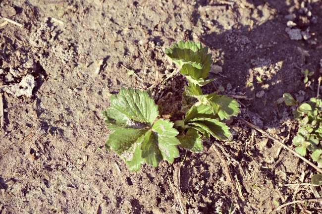 spring strawberries