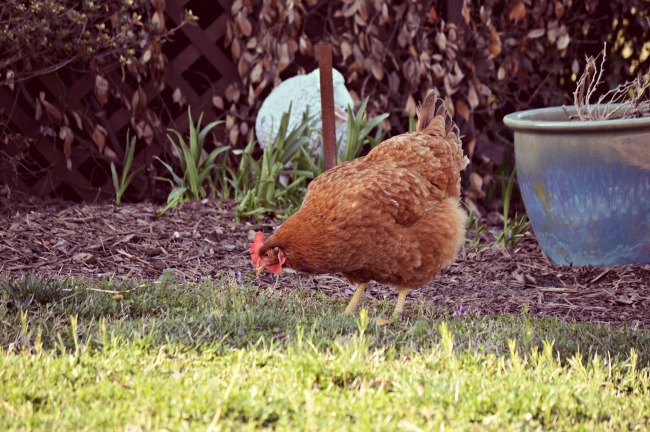Spring chickens.