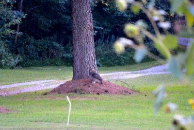 We have a new bird of prey moving into the neighborhood and I'm a little nervous. I think he's eyeing my chickens! {www.walkinginhighcotton.net} #naturestudy #owls #homestead